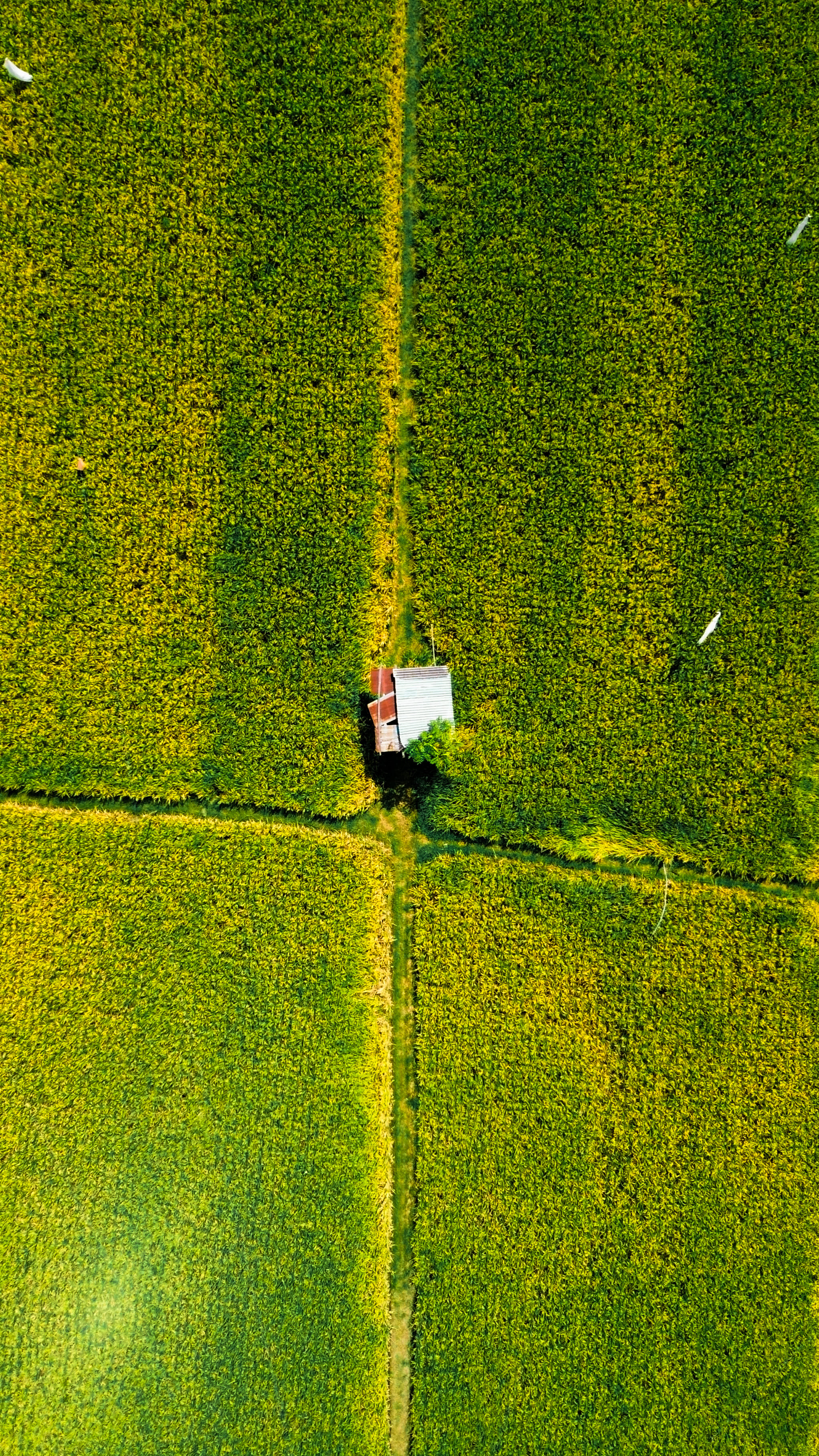 Rice Field